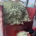 河南白芸豆（白不老）大量上市优质推荐量大从优可对接商超市场