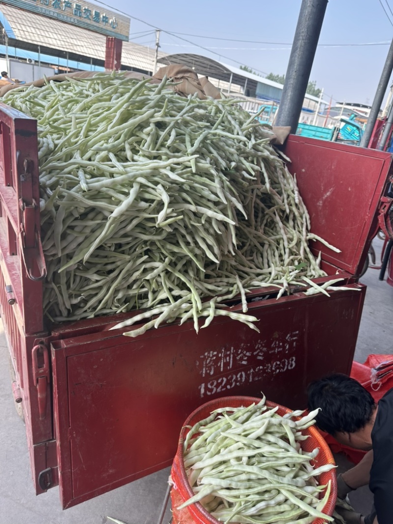 河南白芸豆（白不老）大量上市优质推荐量大从优可对接商超市场
