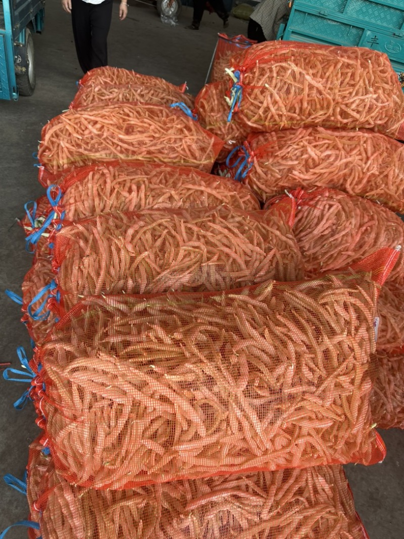 河南白芸豆（白不老）大量上市优质推荐量大从优可对接商超市场