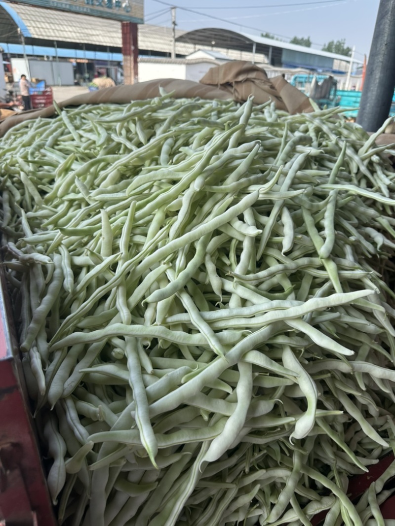 河南白芸豆（白不老）大量上市优质推荐量大从优可对接商超市场