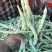 河南白芸豆（白不老）大量上市优质推荐量大从优可对接商超市场
