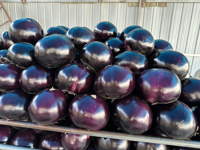 河南精品圆茄大量上市量大从优保质保量可对接商超市场
