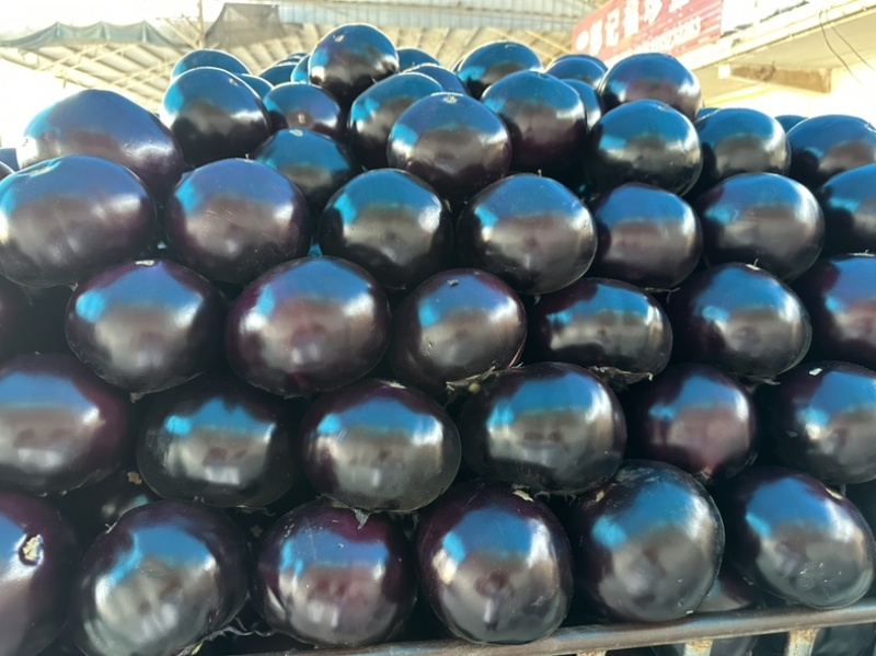 河南精品圆茄大量上市量大从优保质保量可对接商超市场