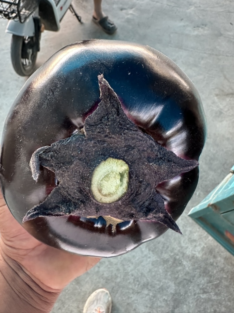 河南精品圆茄大量上市量大从优保质保量可对接商超市场