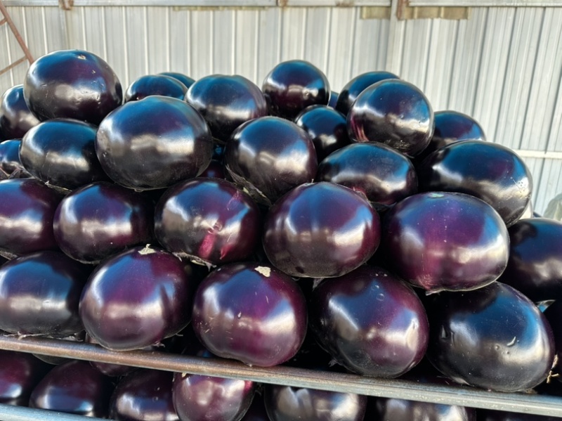 河南精品圆茄大量上市量大从优保质保量可对接商超市场