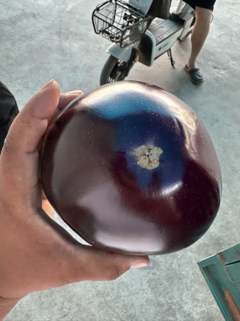 河南精品圆茄大量上市量大从优保质保量可对接商超市场