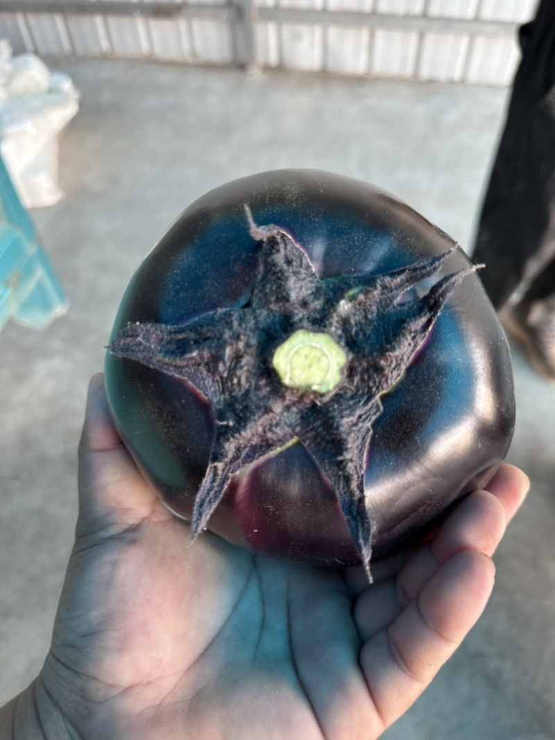 河南精品圆茄大量上市量大从优保质保量可对接商超市场