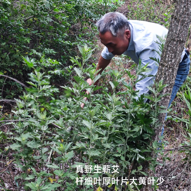 包邮优质湖北大叶蕲艾干货净叶手工不带杆批零一件代发包售后