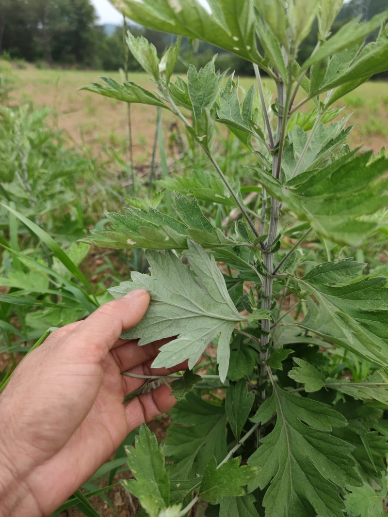 包邮优质湖北大叶蕲艾干货净叶手工不带杆批零一件代发包售后