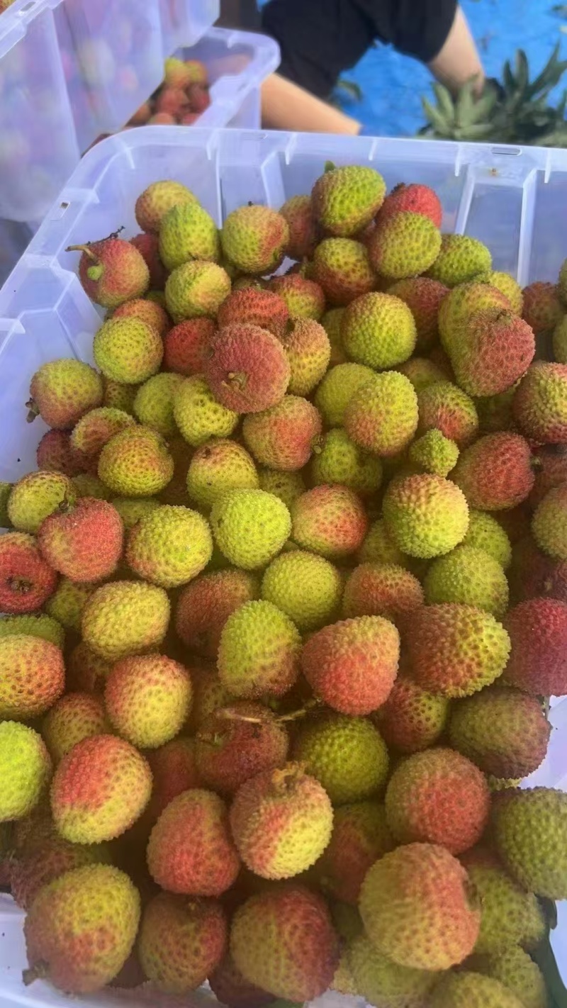 妃子笑荔枝