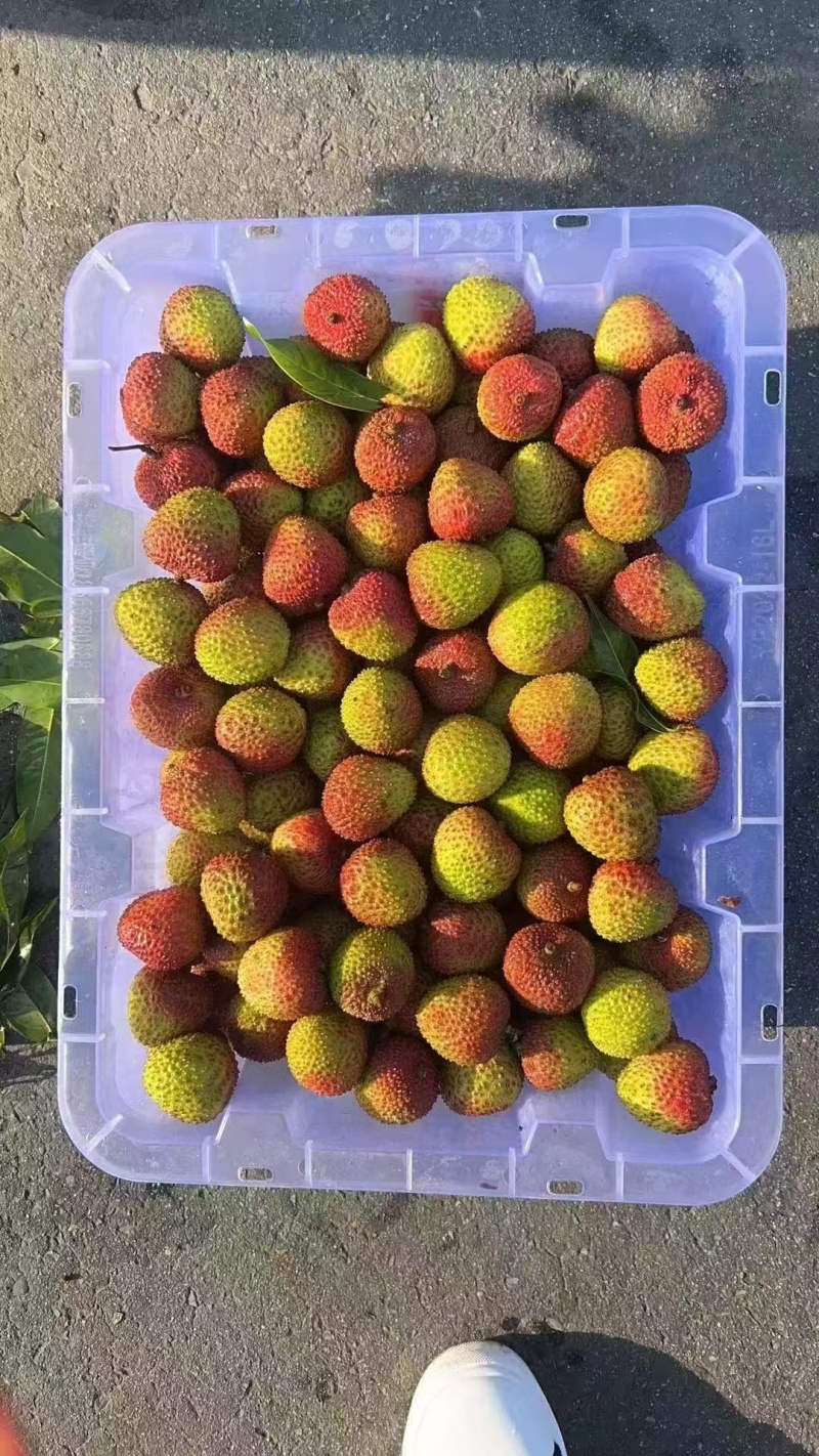 妃子笑荔枝
