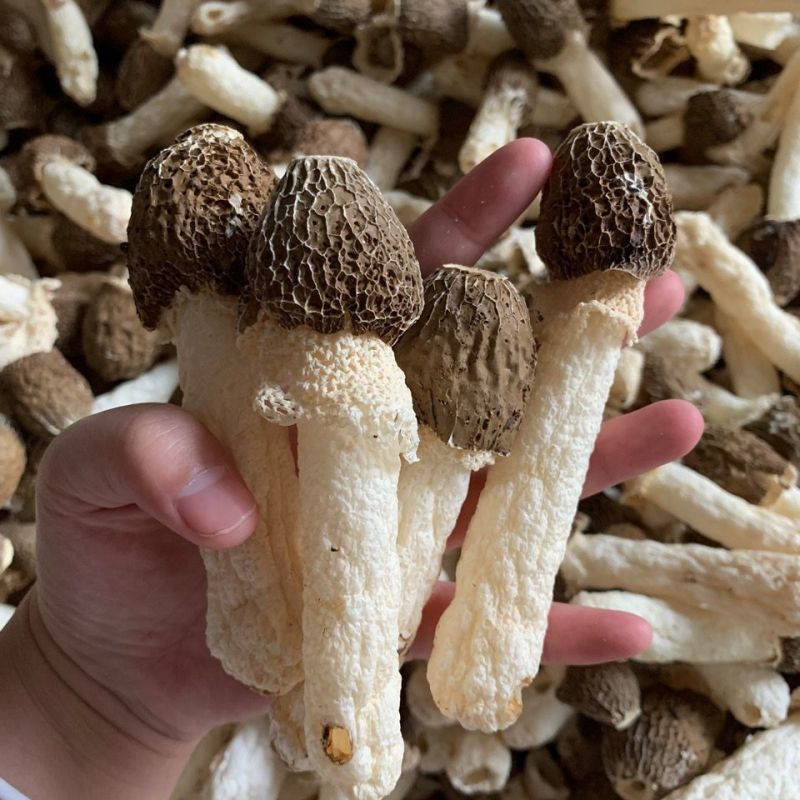 贵州黑头竹荪，防野生