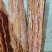 鸭肠，鲜品，冻品，都有，量大可以定做
