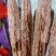 鸭肠，鲜品，冻品，都有，量大可以定做