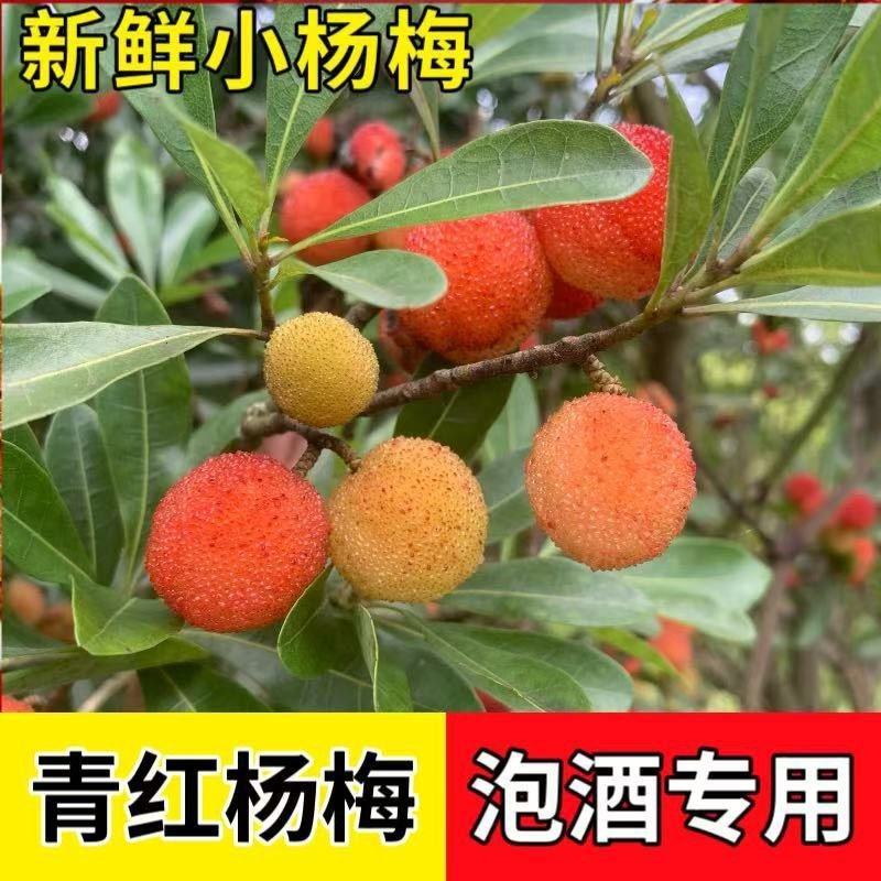 泡酒专用杨梅需要电话联系