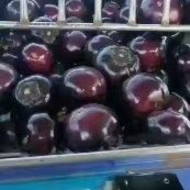 河南茄子，紫光圆茄，产地直供，视频看货，线上保障交易