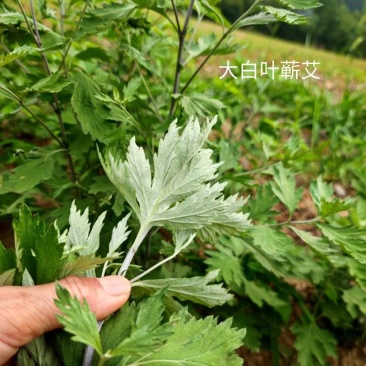 包邮优质湖北大叶蕲艾干货净叶手工不带杆批零一件代发包售后