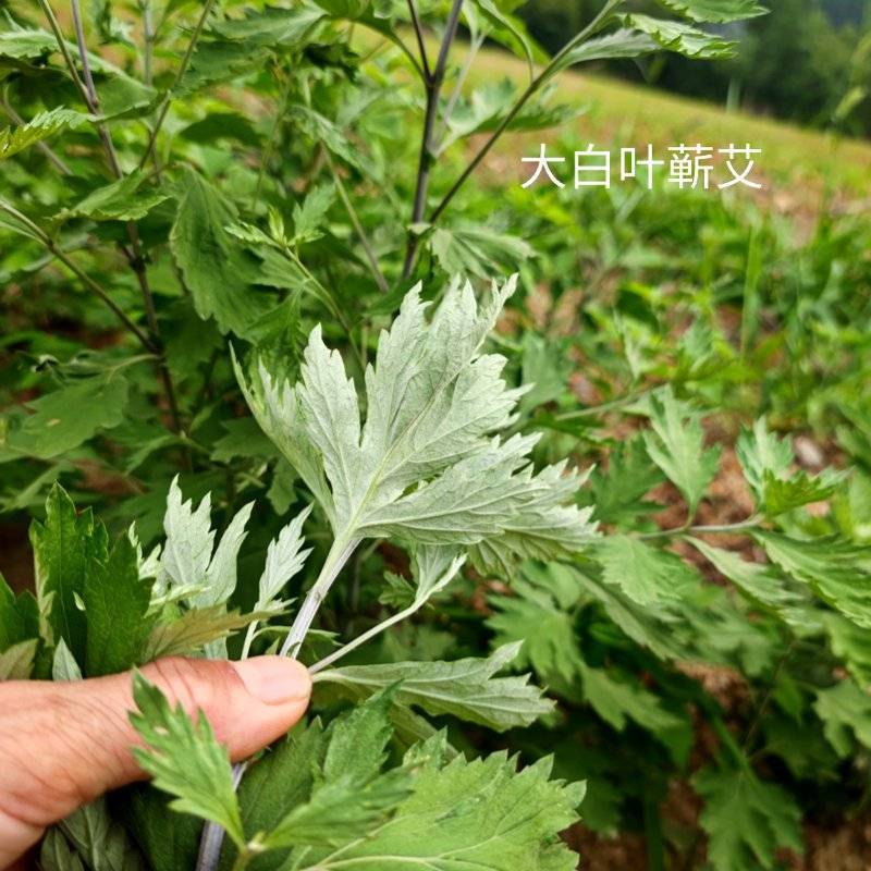 包邮优质湖北大叶蕲艾干货净叶手工不带杆批零一件代发包售后