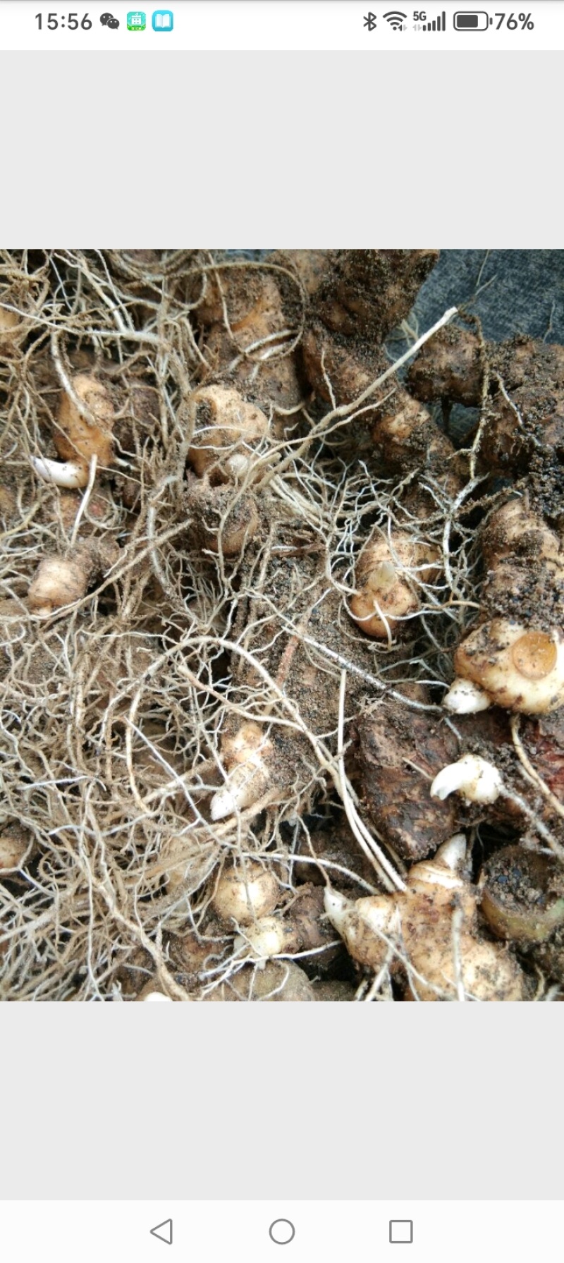 黄精2斤起售，真正野生无硫干货，大个鲜货，小个种茎。
