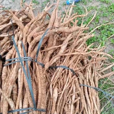 各种规格牛大力鲜货