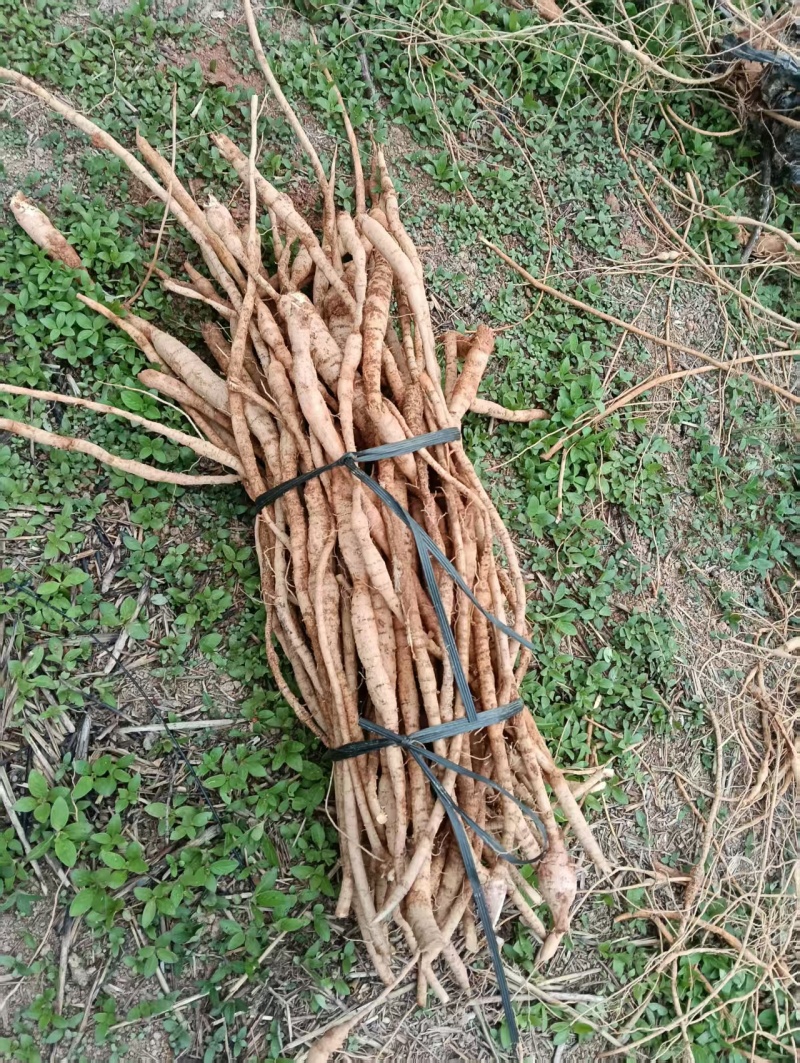 各种规格牛大力鲜货