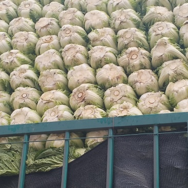 黄心大白菜矮颗玲玲黄金粉翠矮课小黄心净菜毛菜入库打包打冷