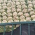 黄心大白菜矮颗玲玲黄金粉翠矮课小黄心净菜毛菜入库打包打冷