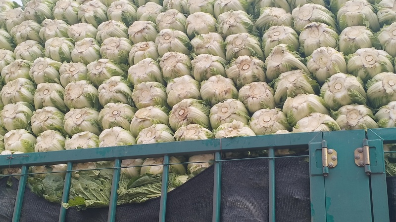 黄心大白菜矮颗玲玲黄金粉翠矮课小黄心净菜毛菜入库打包打冷