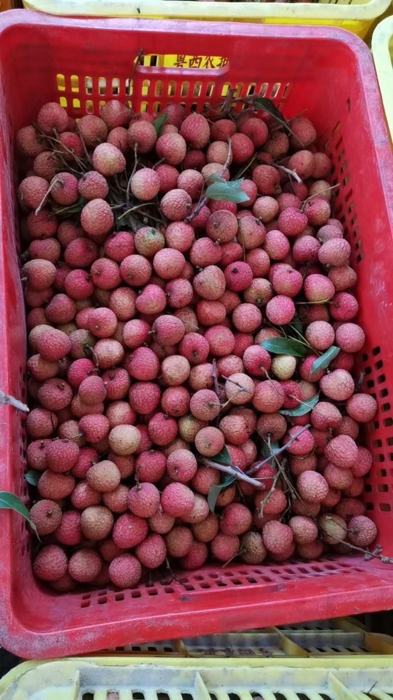 高州根子荔枝