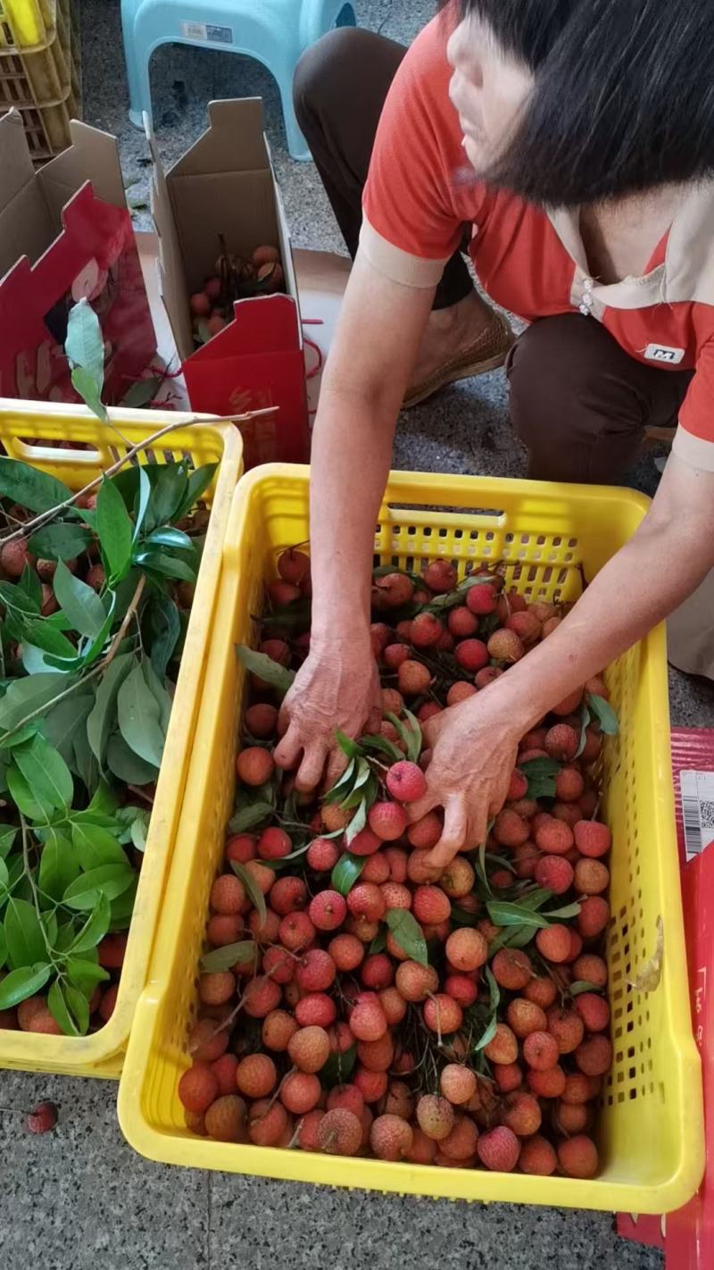 高州根子荔枝