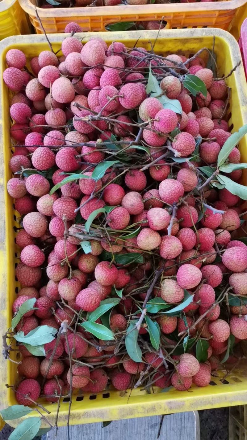 高州根子荔枝