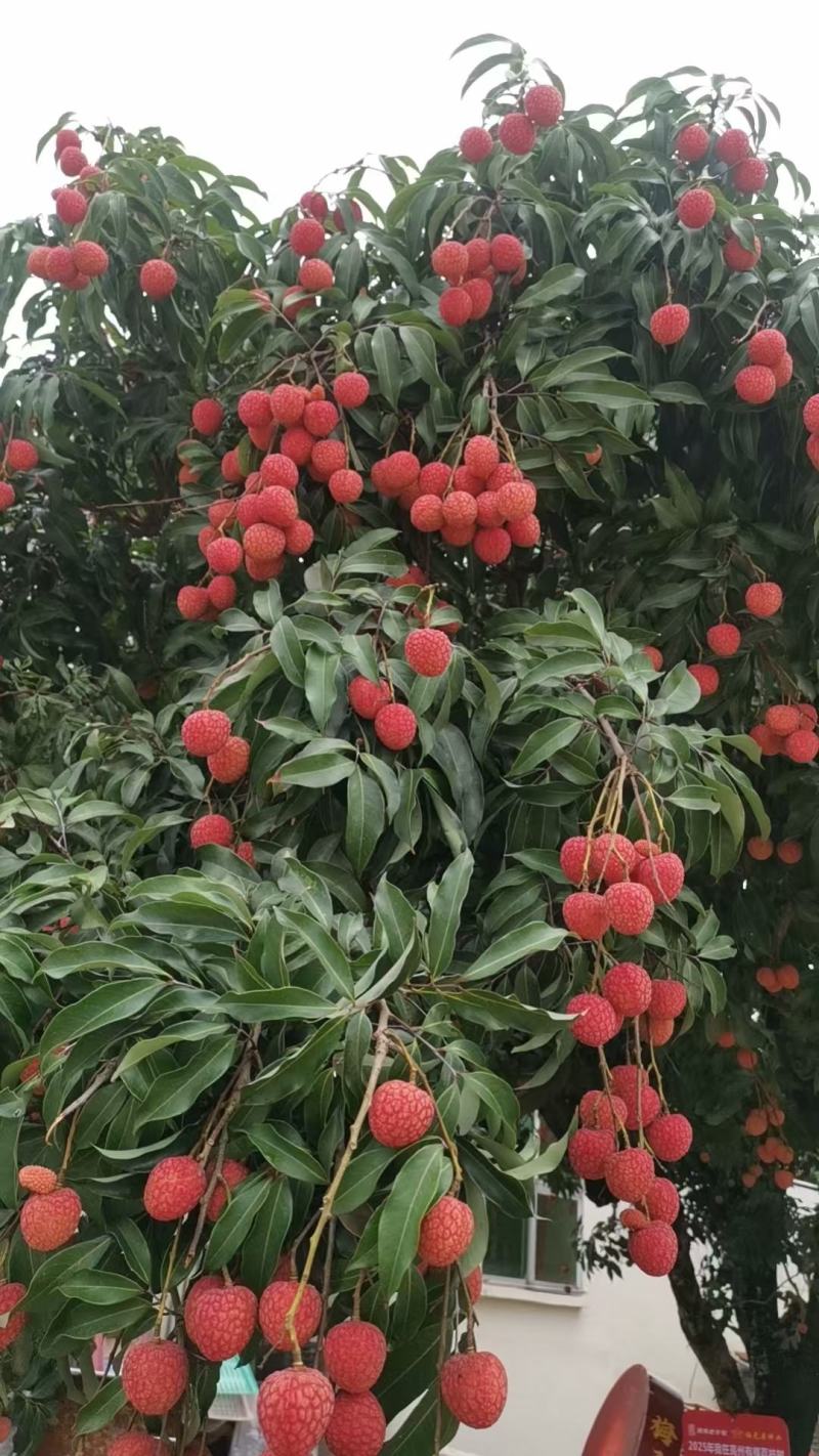 高州根子荔枝