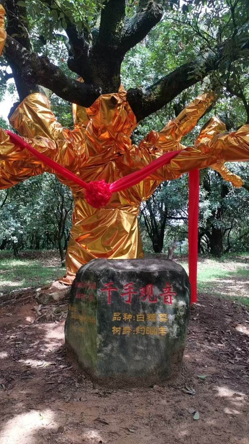 高州根子荔枝