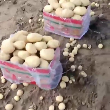 精品土豆