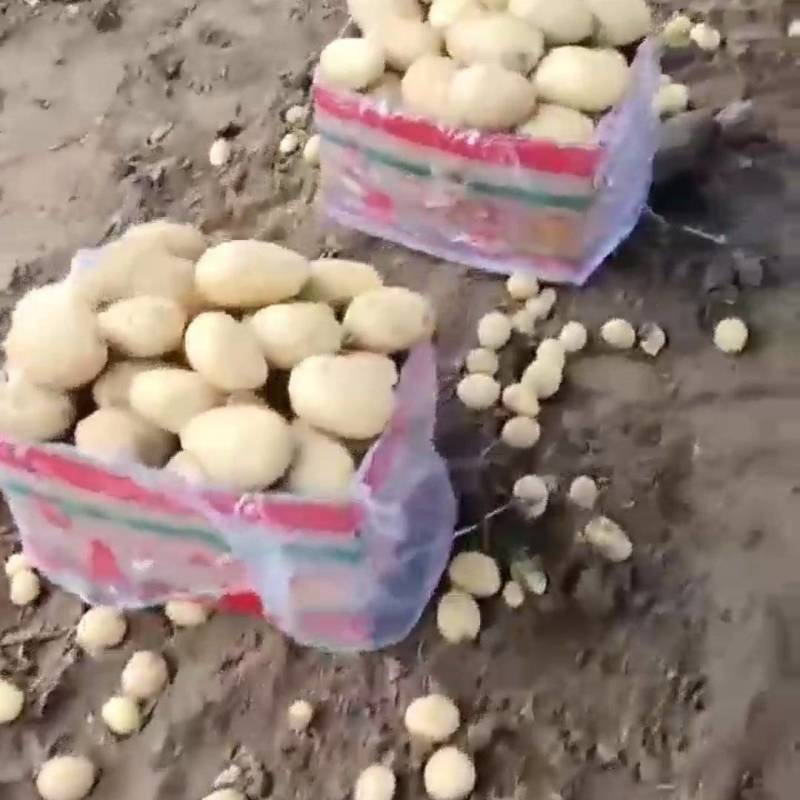 精品土豆