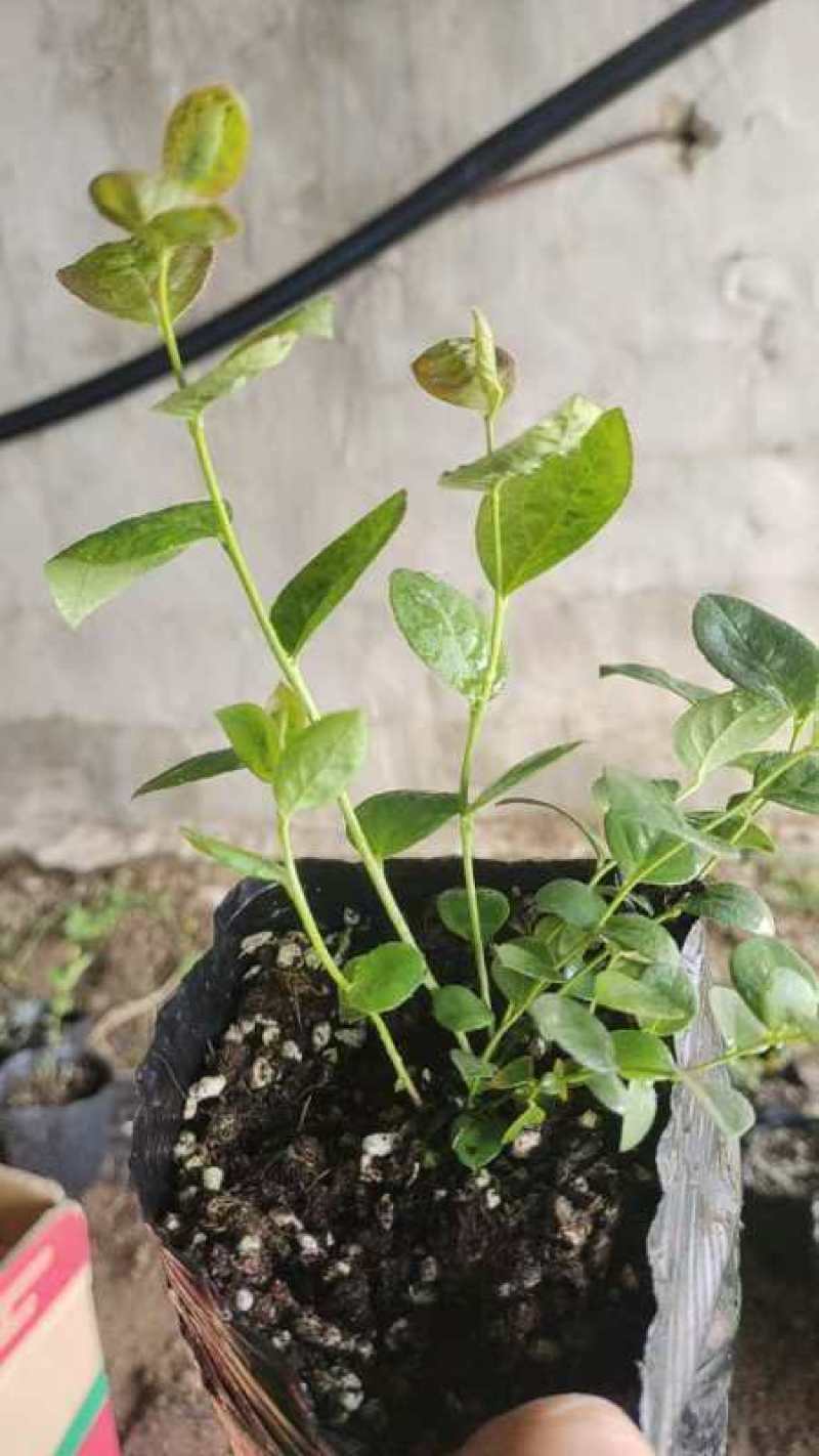 蓝莓苗花香25基地直发量大从优对版发货假一赔十