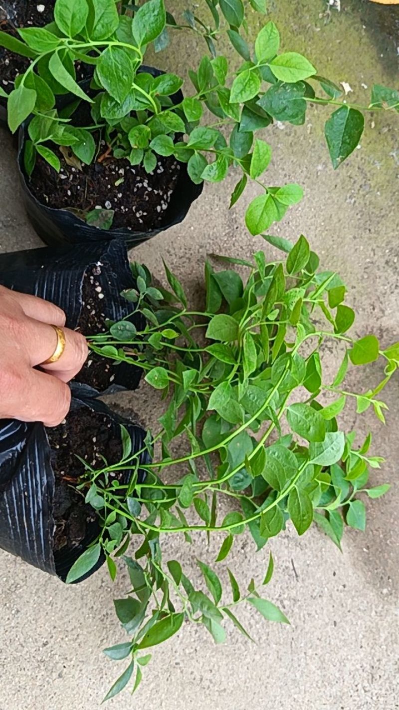 蓝莓苗花香25基地直发量大从优对版发货假一赔十