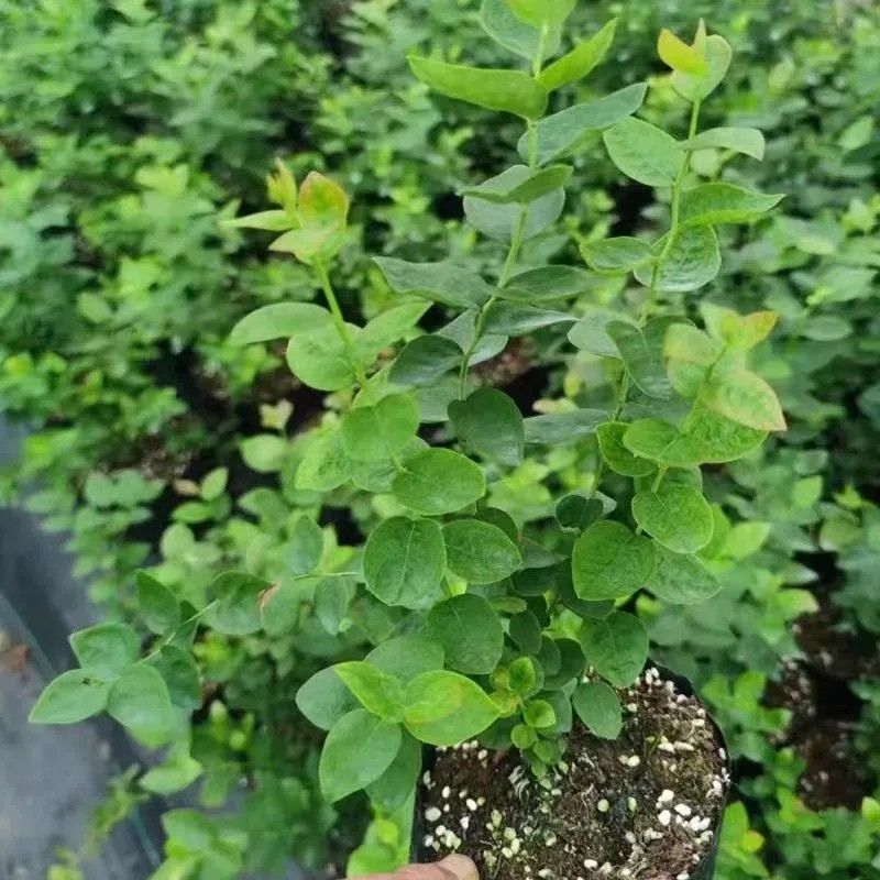 蓝莓苗花香25基地直发量大从优对版发货假一赔十