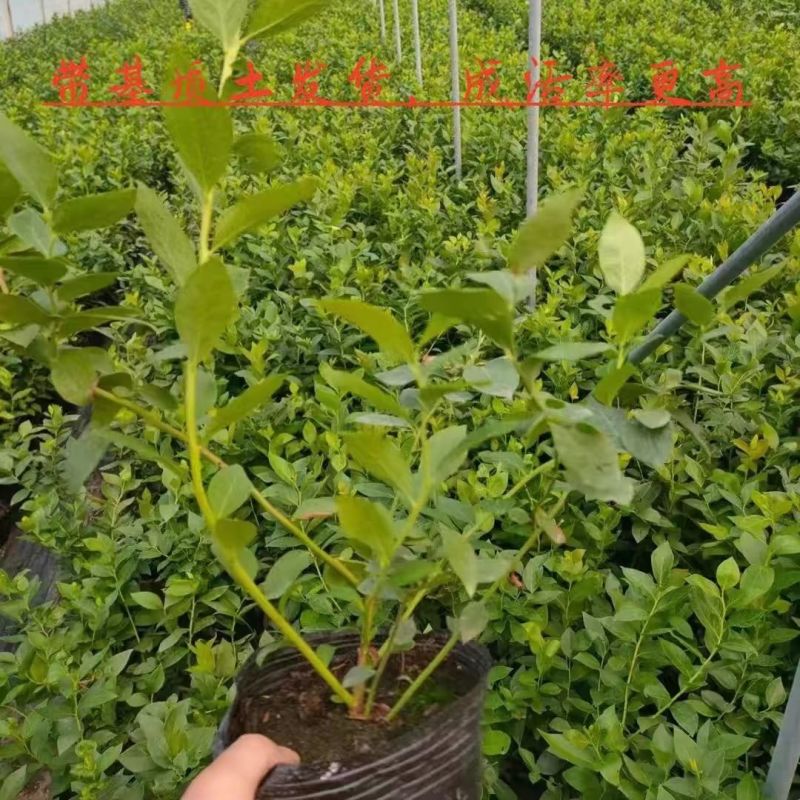 蓝莓苗花香25基地直发量大从优对版发货假一赔十