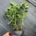 蓝莓苗花香25基地直发量大从优对版发货假一赔十