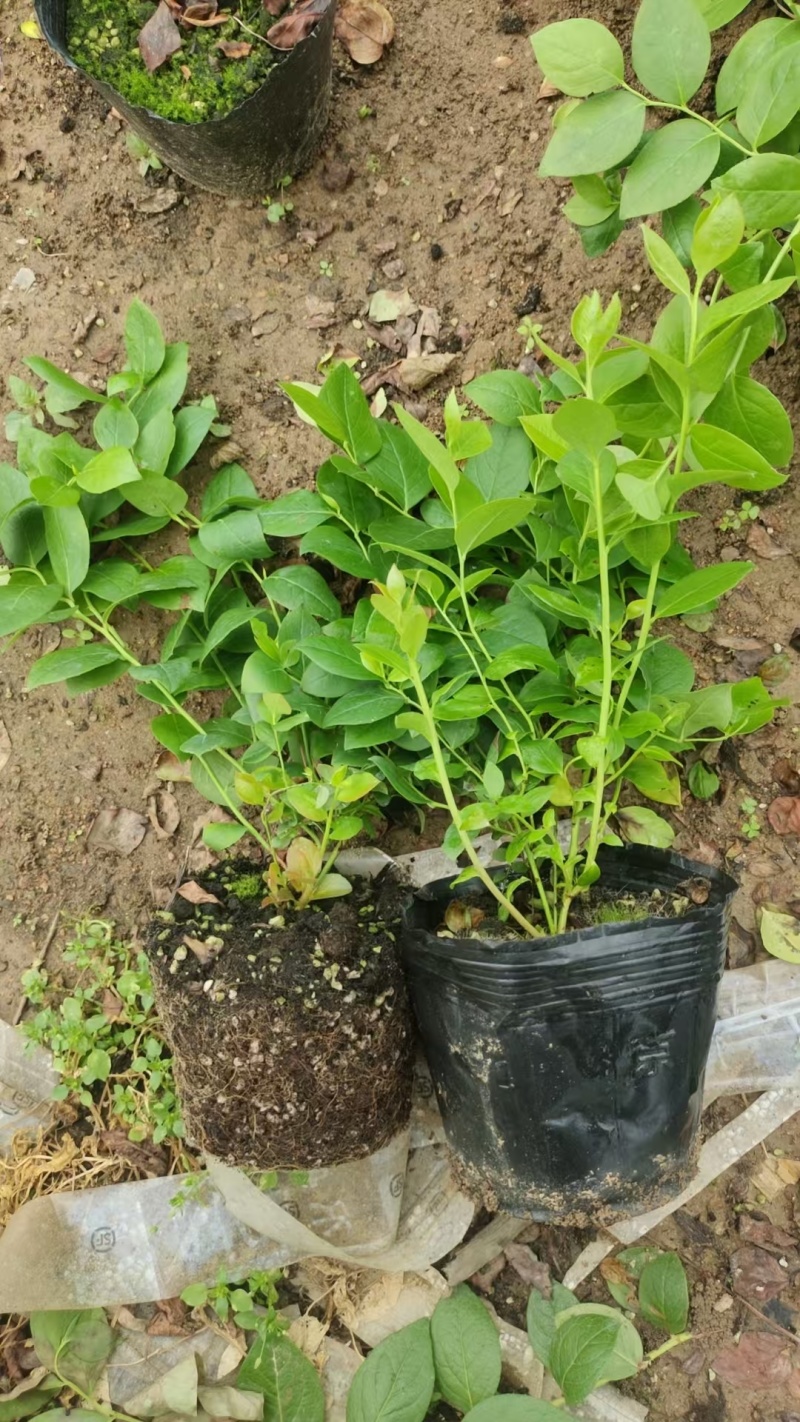 蓝莓苗花香25基地直发量大从优对版发货假一赔十