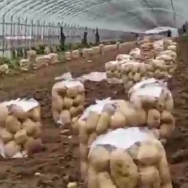 精品土豆