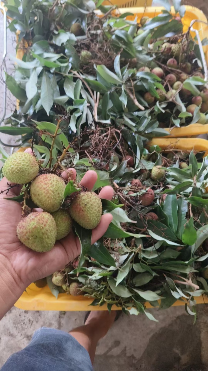 广西浦北县大成镇荔枝开收，有意***********
