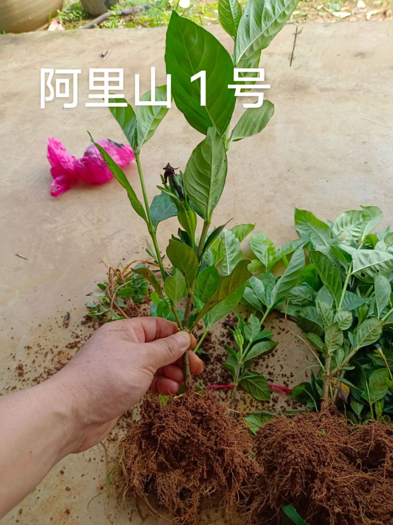 黄枙子苗