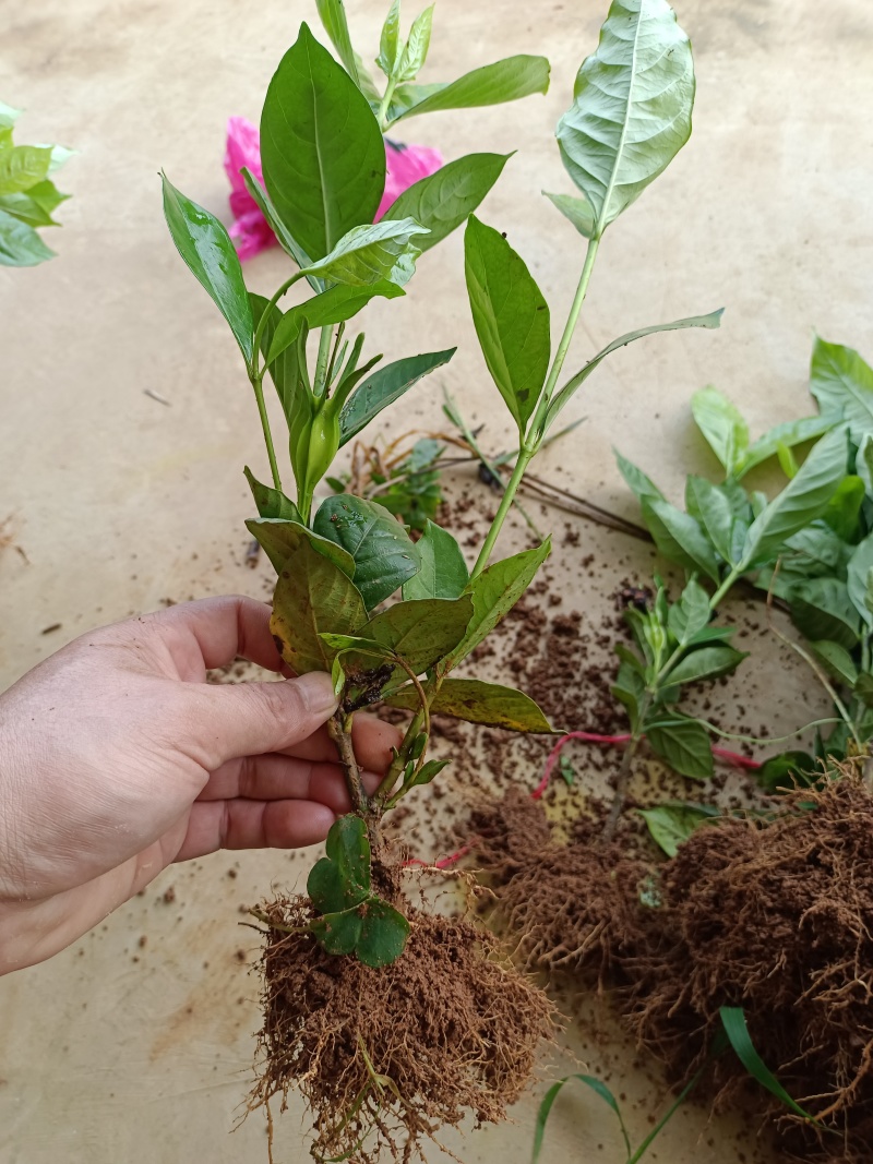 黄枙子苗