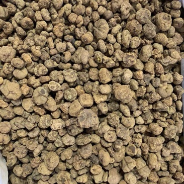 元胡粉切片切片下各种规格元胡个元胡颗粒