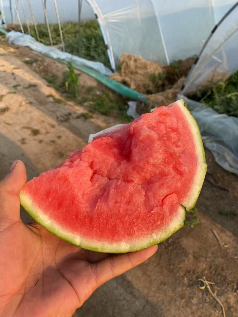 精品美都无籽
