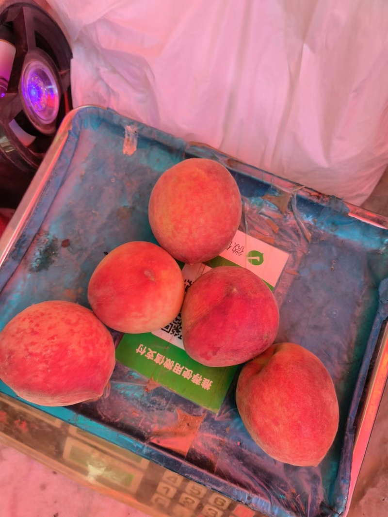 春雪水蜜桃，商品桃/加工果/罐头果，大量上市