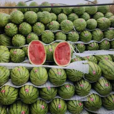 【推荐】宁夏西瓜金花6号西瓜代办包熟包甜耐运输量大从优