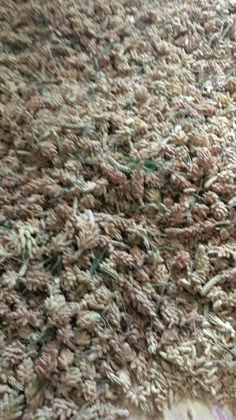 售自家采的松花粉